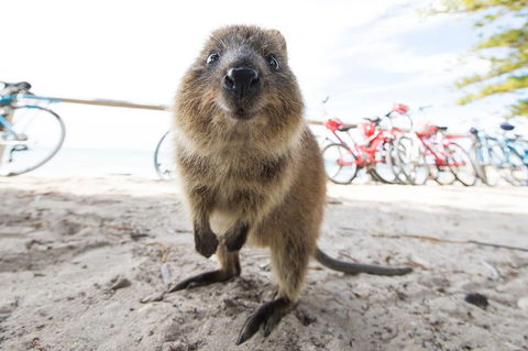 Rottnest Island Round-Trip Ferry From Perth Or Fremantle - Accommodation Georgetown 3