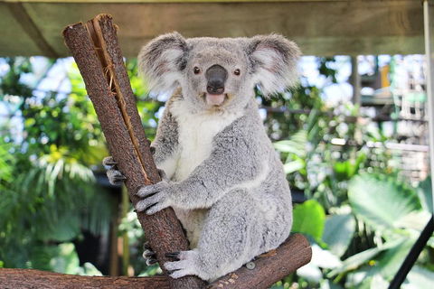 Cairns ZOOM And Wildlife Dome - Accommodation Georgetown 0