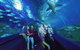 General Admission Entry At AQWA - thumb 1