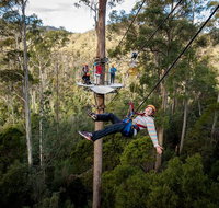 Hollybank Wilderness Adventure - Zipline Tours - Accommodation Georgetown