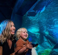 SEA LIFE Sunshine Coast Aquarium Entrance Ticket - Accommodation Georgetown