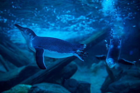 SEA LIFE Sunshine Coast Aquarium Entrance Ticket - Accommodation Georgetown 1