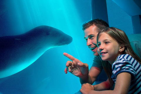 SEA LIFE Sunshine Coast Aquarium Entrance Ticket - Accommodation Georgetown 2