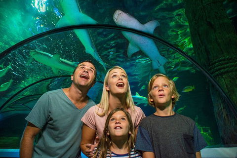 SEA LIFE Sunshine Coast Aquarium Entrance Ticket - Accommodation Georgetown 3
