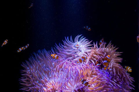 SEA LIFE Sunshine Coast Aquarium Entrance Ticket - Accommodation Georgetown 4