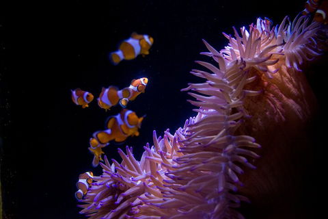 SEA LIFE Sunshine Coast Aquarium Entrance Ticket - Accommodation Georgetown 5