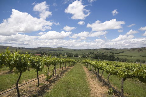 Hunter Valley Wine Tour From Sydney Incl Lunch, Cheese, Chocolate And Distillery - Accommodation Georgetown 0