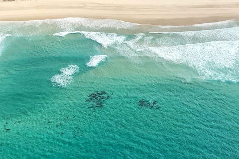 Coastal Helicopter Shared Flight - 20 Minutes - Accommodation Georgetown 4