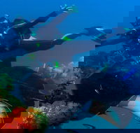 Scuba Dive the S.S. Yongala Wreck on the Great Barrier Reef. - Accommodation Georgetown