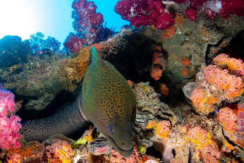 Scuba Dive The S.S. Yongala Wreck On The Great Barrier Reef. - Accommodation Georgetown 1