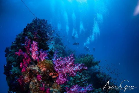 Scuba Dive The S.S. Yongala Wreck On The Great Barrier Reef. - Accommodation Georgetown 2