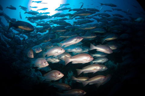 Scuba Dive The S.S. Yongala Wreck On The Great Barrier Reef. - Accommodation Georgetown 4