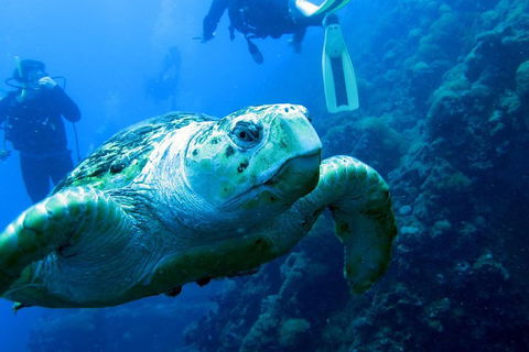 Scuba Dive The S.S. Yongala Wreck On The Great Barrier Reef. - Accommodation Georgetown 5